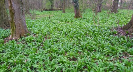 Opravdu jedí medvědi medvědí česnek? 5