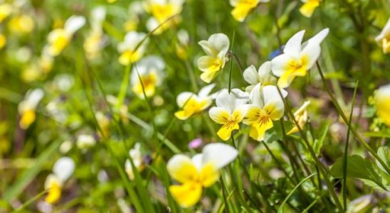 Odvar z fialky vyléčí kašel i ekzém 6