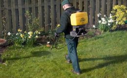 Jak efektivně odstranit plevel z trávníku? 24