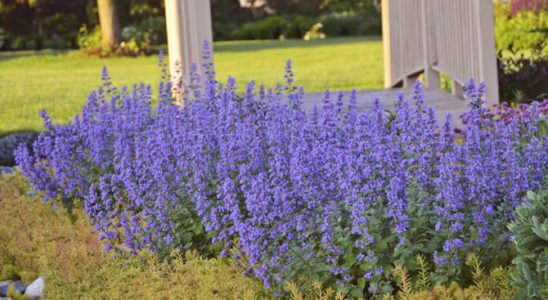Postarejte se o trvalky, aby kvetly i podruhé 7