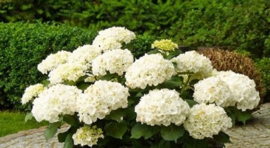 Hortenzie: Pokud se o ni správně staráte, vyroste do výšky 3 metry 1