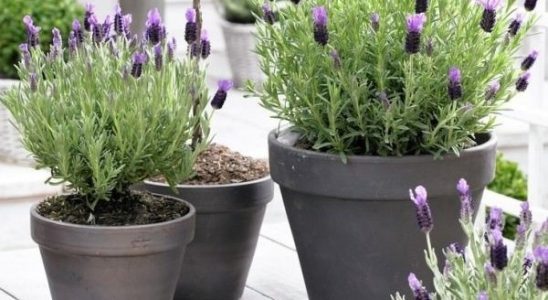 Levandule v zahradě 7