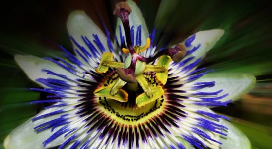 Fascinující květy mučenky vás potěší i v interiéru 10