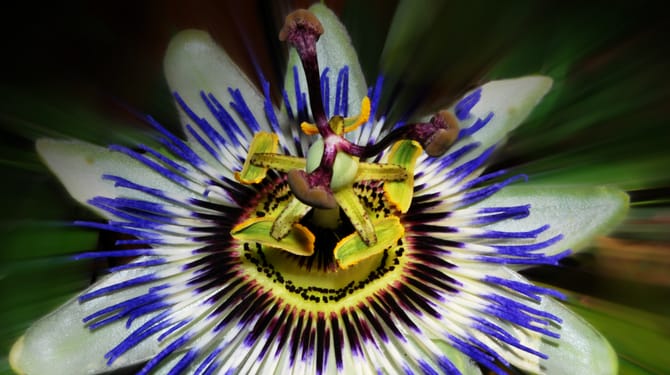 Fascinující květy mučenky vás potěší i v interiéru 1