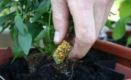 Zahrada na balkoně: Jakou formu hnojiva použít? 27