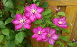 Květy a listy namísto slunečníku 24