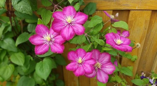 Květy a listy namísto slunečníku 6