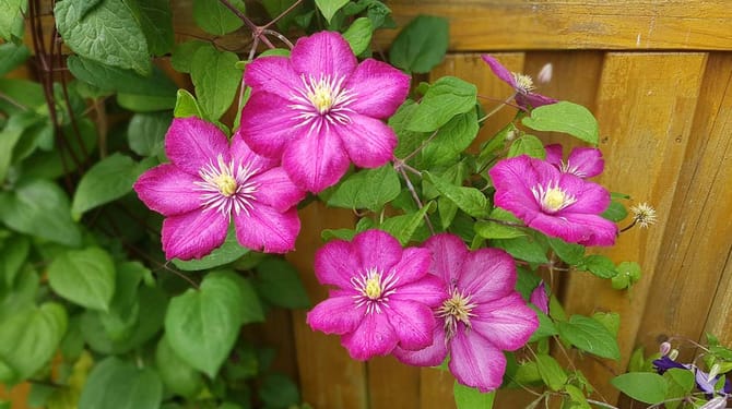 Květy a listy namísto slunečníku 1