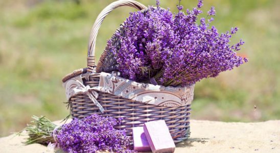 Kdy je nejlepší sklízet levanduli? 3