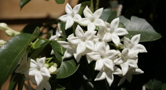 Vencovec vám nádherně provoní celý byt 7