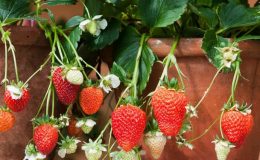 Pěstování jahod 29