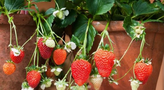 Pěstování jahod 2