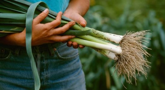 Pěstujete pórek? Poradíme vám, jak mít co nejdelší bílou část 6