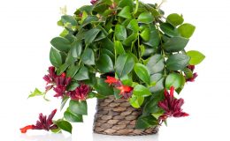 Chcete vnést do interiéru exotiku? Eschynant vám s tím pomůže 26