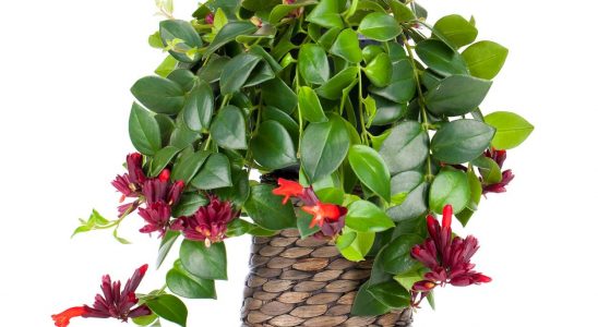 Chcete vnést do interiéru exotiku? Eschynant vám s tím pomůže 9