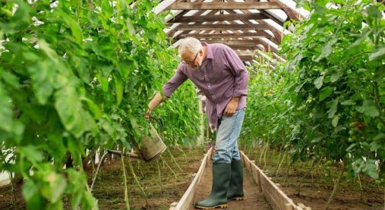 Zelenina ve skleníku 3