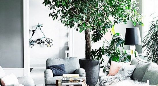 5 pokojových rostlin, které pohlcují toxiny a čistí vzduch! 5