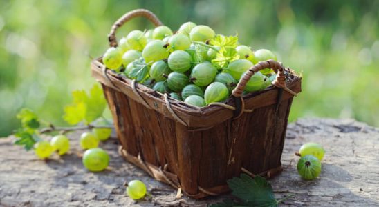 Vychutnejte si angrešty 4