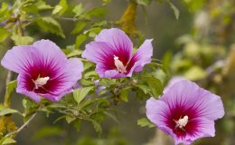 Rozhodněte se pro Ibišek! Okouzlí vás svou neobvyklou krásou 25