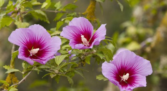 Rozhodněte se pro Ibišek! Okouzlí vás svou neobvyklou krásou 5