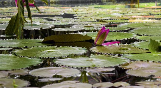 Věnujte pozornost leknínům. předejdete problémům 6