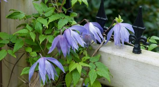 Jak se v létě starat o popínavé rostliny? Dáme vám pár tipů! 3