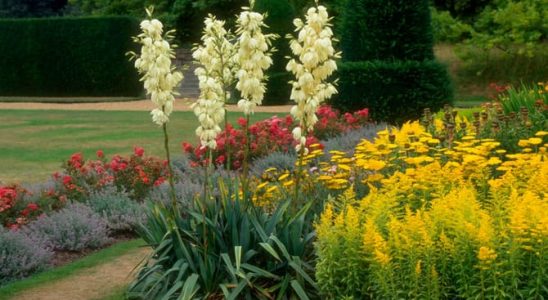 Juku se vyplatí pěstovat pro její bohaté květenství 2