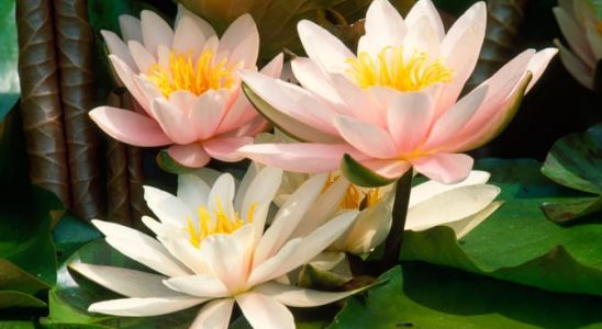 Kvetou něžné lekníny: Vyberte si to své oblíbené 1