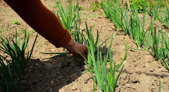 Víte, kdy sklízet cibuli a česnek? 2