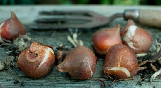 Povybírejte záhonové cibulky. Budou v lepší kondici! 10