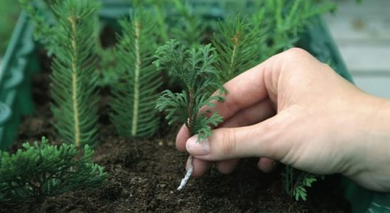 Rozmnožte si cypřišek nebo tuje řízkováním! 5