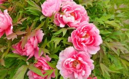 Líbí se vám pivoňky? Rozmnožte si je! 29