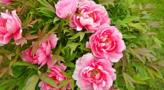 Líbí se vám pivoňky? Rozmnožte si je! 6