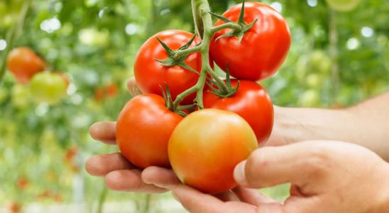 Rajčata, okurky a dýně: Vypěstujte si ty nejlepší plody 1