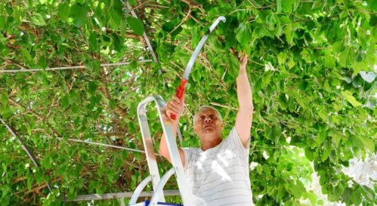 Pod rozvětveným stromem nic neroste? Řešením je prořezávání koruny 3