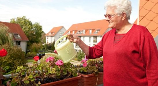 Škůdci a choroby balkonovek: Zatočte s mšicemi! 9