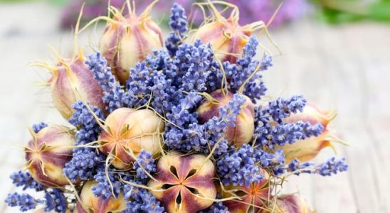 Vytrvalá krása sušených květů: Jaké květiny použít? 2