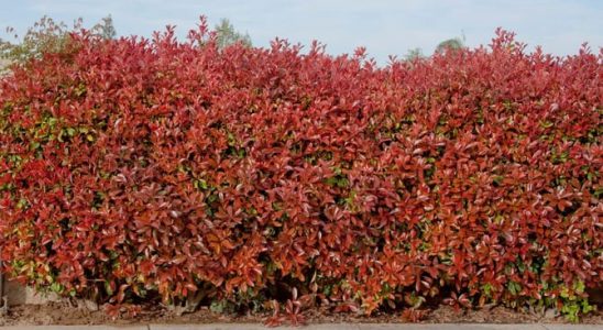 Zvolte si Photinii i do živých plotů! Bude vás těšit celý rok 7