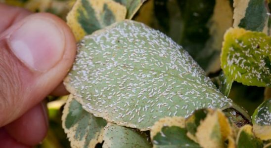 Nejčastější škůdci balkónových květin: červci a štítenky 9