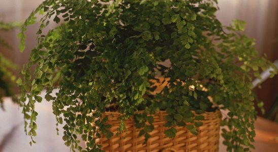 Chladnější a tmavší místo v bytě? Umístěte tam netík 8