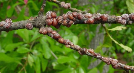 Našli jste zvláštní zduřeniny na větvích švestky? Zjistěte, zda nejde o jednu z nejškodlivějších poklic 10
