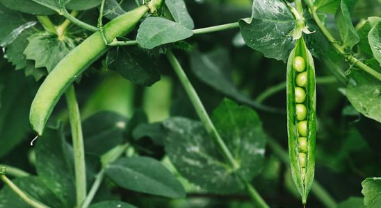 Postarejte se o luštěniny, košťálovou nebo listovou zeleninu 5