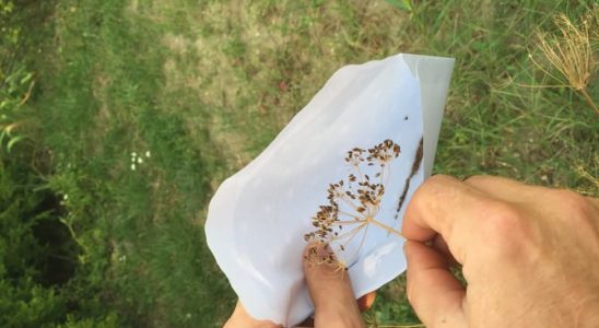 Myslete na další sezónu už teď. Zachycovat semínka 6