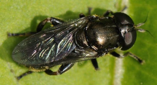 Zahrádkáři POZOR! Tento, dosud méně známý škůdce začíná nebezpečně rozšiřovat 7