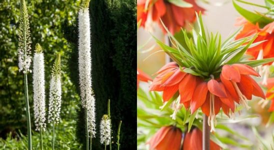 Čas výsadby: Vyberete si působivou pochodeň nebo krásnou korunku? 8