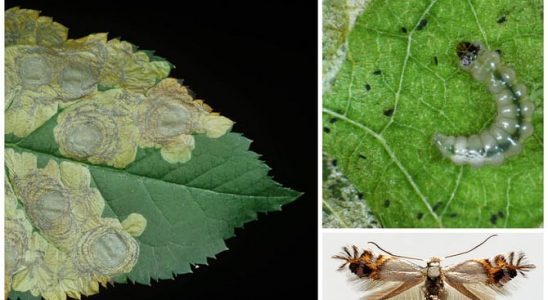 Housenky motýla Podkopáčika spirálového 10