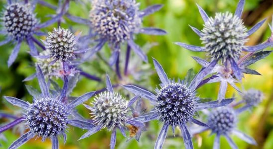 Neoblíbené "bodláky" vhodné k sušení: Nezatracujte je! 10