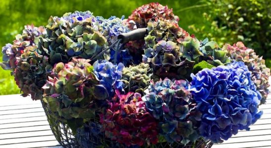 Tipy na suché hortenzie: Nech je užijte co nejdéle! 5