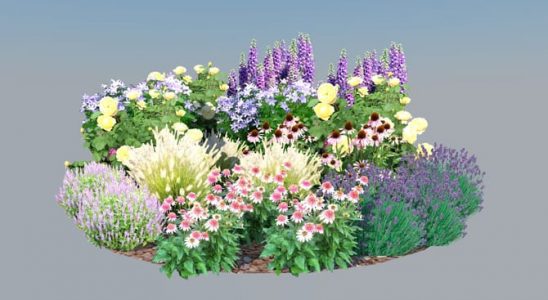 Máte rádi růže? 1