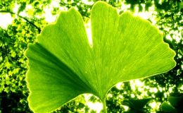 Jinan dvoulaločný neboli ginkgo biloba 25